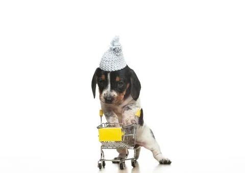 Image of dog trolley white background Stock Photos