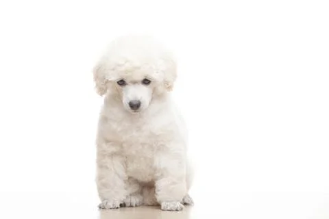Image of dog white background Stock Photos