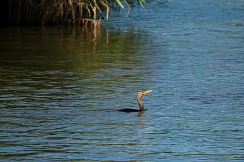 Image of a double crested cormorant (Phalacrocorax auritus) swimming Stock-Fotos