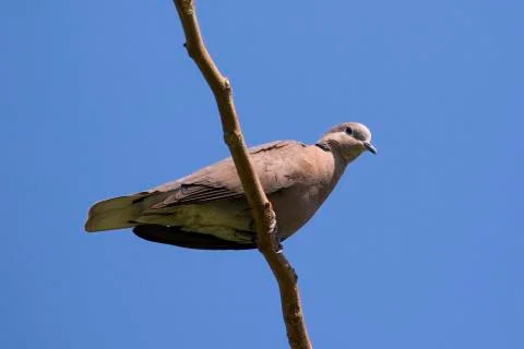 The image of a dove perched on a tree branch. Wild Animals. Stock Photos