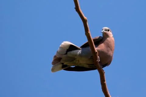 The image of a dove perched on a tree branch. Wild Animals. Stock Photos