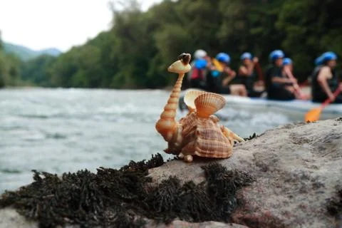 Image of a dragon made of shells. Handmade. Stock Photos