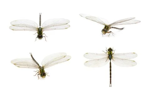 Image of dragonfly group on a white background. Transparent wings insect. Ins Stock Photos