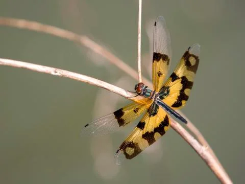 Image of a dragonfly on nature background. Insect Animal Stock Photos