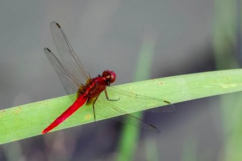 Image of a dragonfly on nature background. Insect Animal Stock Photos