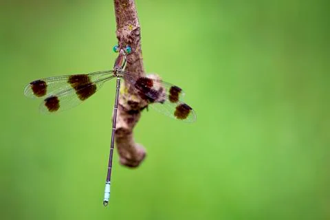 Image of a dragonfly on nature background. Insect Animal Stock Photos