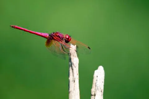 Image of dragonfly perched on a tree branch on nature background. Stock Photos