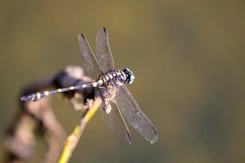Image of dragonfly perched on a tree branch on nature background. Insect An.. Stock Photos