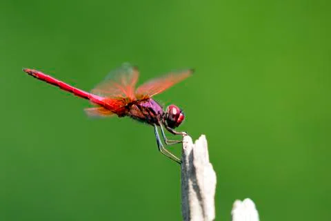 Image of dragonfly perched on a tree branch on nature background. Stock Photos