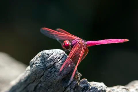Image of dragonfly perched on a tree branch on nature background. Insect An.. Stock Photos