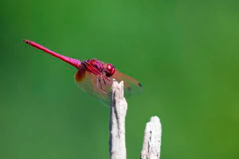 Image of dragonfly perched on a tree branch on nature background. Stock Photos