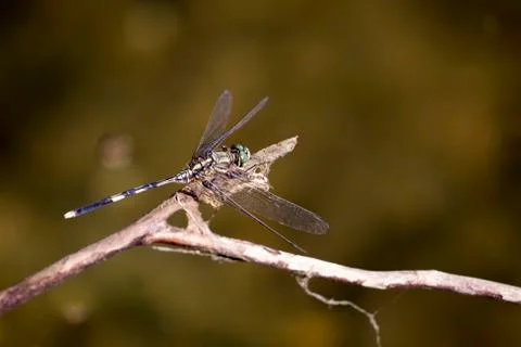 Image of dragonfly perched on a tree branch on nature background. Insect An.. Stock Photos
