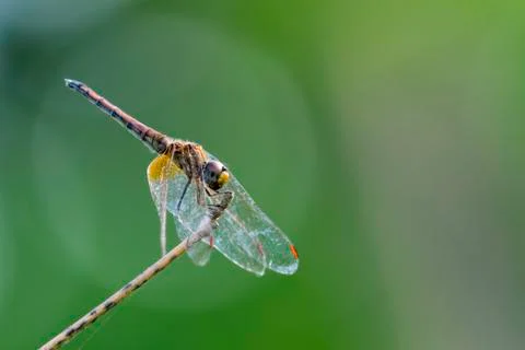 Image of dragonfly perched on a tree branch on nature background. Insect An.. Stock Photos