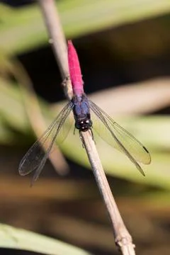 Image of dragonfly perched on a tree branch on nature background. Insect An.. Stock Photos