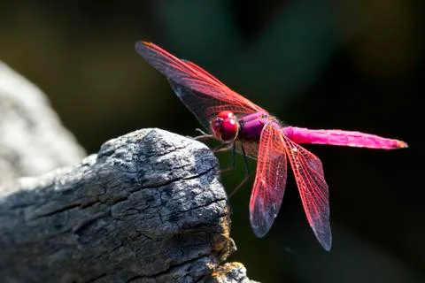 Image of dragonfly perched on a tree branch on nature background. Insect An.. Stock Photos