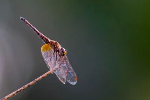 Image of dragonfly perched on a tree branch on nature background. Insect An.. Stock Photos