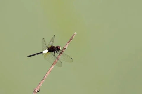 Image of dragonfly perched on a tree branch on nature background. Insect An.. Stock Photos