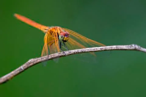 Image of dragonfly perched on a tree branch on nature background. Insect An.. Stock Photos