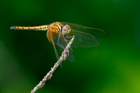 Image of dragonfly perched on a tree branch on nature background. Insect An.. Stock Photos