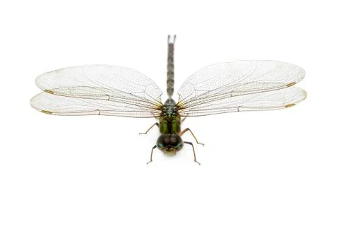 Image of dragonfly on a white background. Transparent wings insect. Insect. A Stock Photos