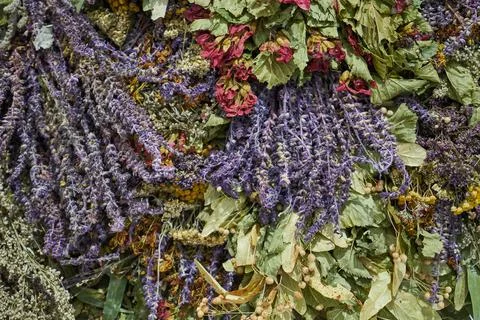 Image of dried flowers. Stock Photos