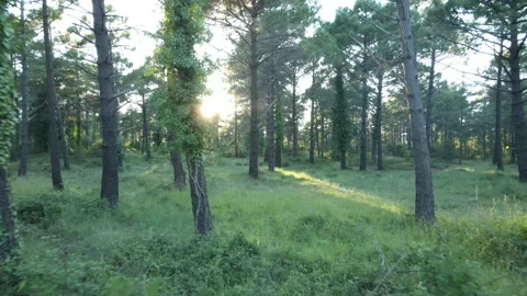 Image of drone entering a green forest at sunset. Stock Footage 213979946