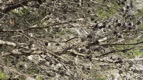 Image of dry branches of stone pine tree Stock Photos