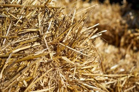 Image of dry hay. Stock Photos