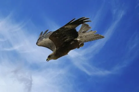 Image of an eagle in flight Stock Photos