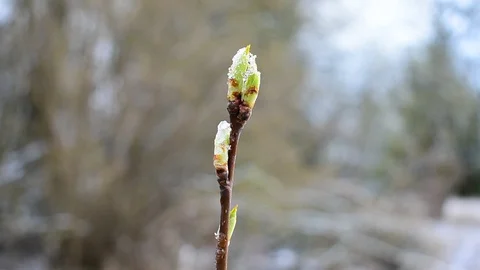 Image of early spring Stock Footage 128800748