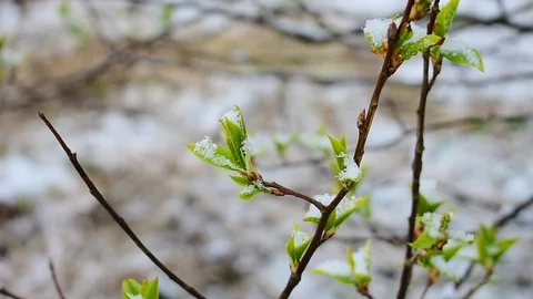 Image of early spring Stock Footage 128804916