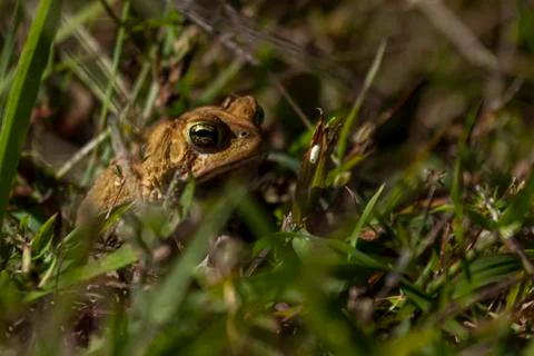 Image of an Eastern American toad (anaxyrus americanus americanus) Stock Photos