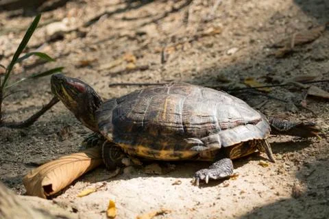 Image of an eastern chicken turtle in thailand. Wild Animals. Stock Photos