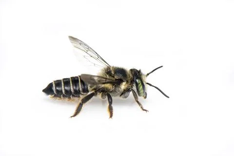 Image of Eastern cucurbit bee or Long horned bee (Peponapis pruinosa) isolate Stock Photos