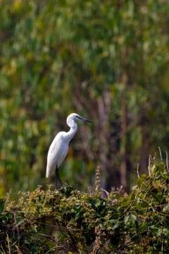 Image of egret on tree on nature background. Wild Animals. Bird. Stock Photos