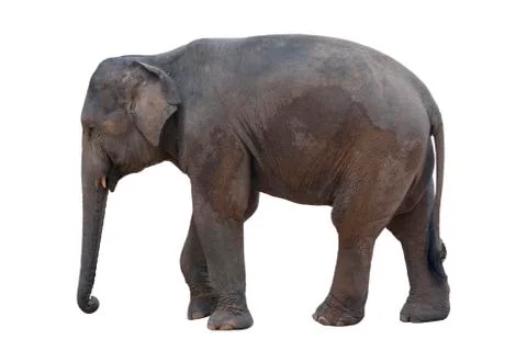 Image of an elephant on white background. Stock Photos