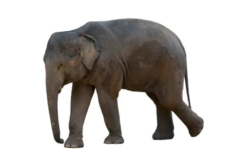 Image of an elephant on white background. Stock Photos