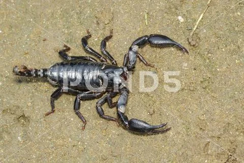 Image of emperor scorpion (Pandinus imperator) on the ground. Insect. Animal. Stock Photos