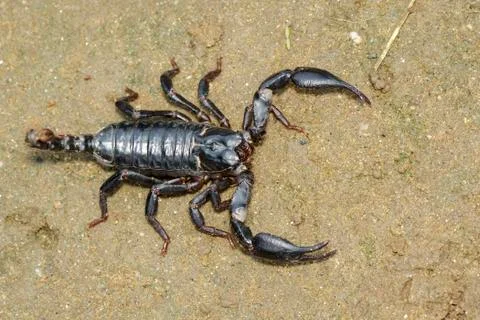 Image of emperor scorpion (Pandinus imperator) on the ground. Insect. Animal. Stock Photos