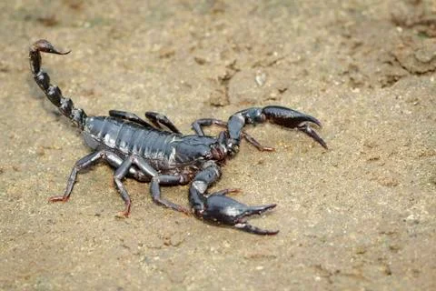 Image of emperor scorpion (Pandinus imperator) on the ground. Insect. Animal. Stock Photos