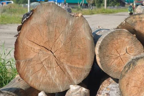 Image of the ends of pine logs stacked logs Stock Photos