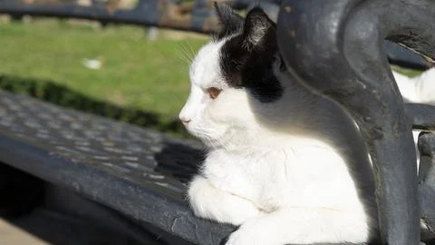 Image of the face of a cat Stock Photos