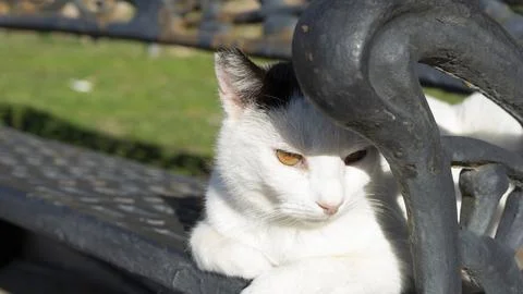 Image of the face of a cat Stock Photos