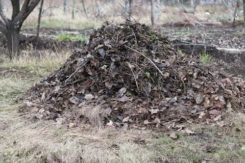 An image of fallen tree leaves piled up in a garden. Stock Photos