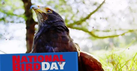 Image of falling spots on national bird day text over hunting bird Stock Photos