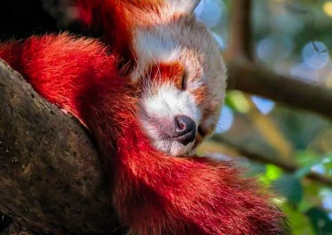 Image of famous red panda. Stock Photos