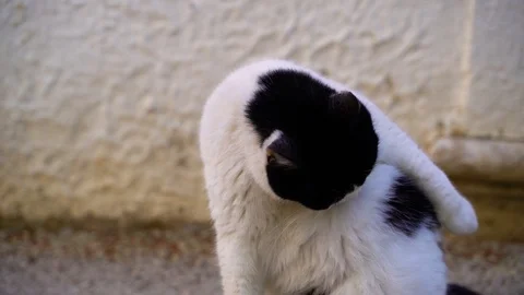 Image of fat stray cat cleaning himself at the street, Croatia. Stock Footage 107576413