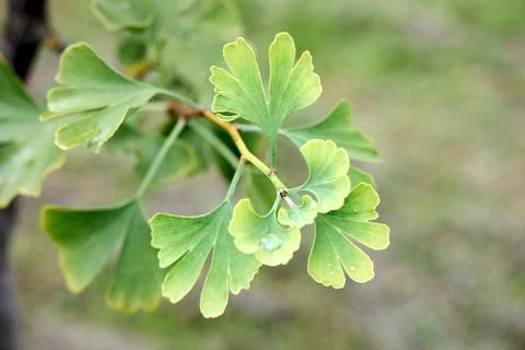 The image features bright green, fan-shaped leaves growing on a thin brown br Stock Photos