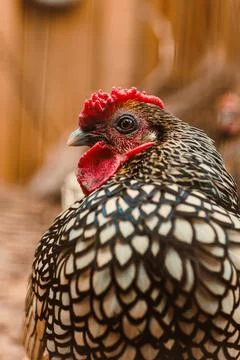 The image features a captivating closeup of a uniquely patterned chicken that Foto stock