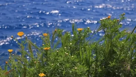This image features a close-up of lush green foliage Stock Footage 322954601
